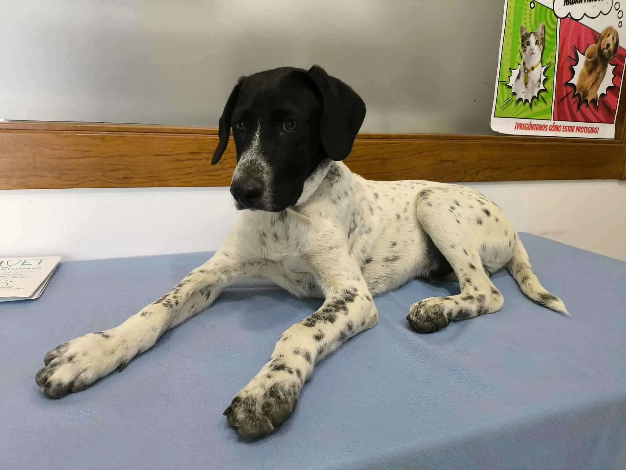 Little Benton … Cute Alert with big paws!