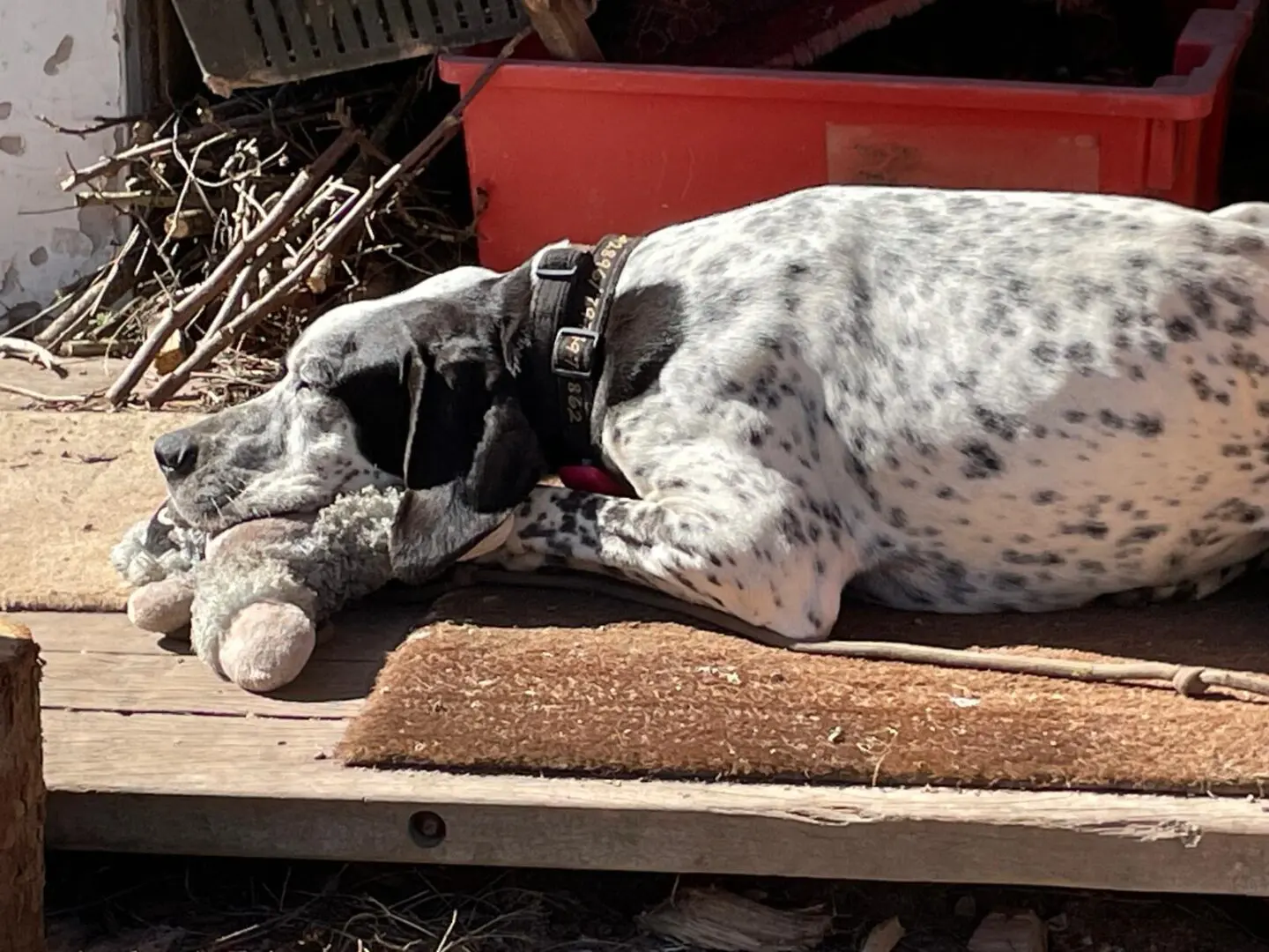 Kovi now Kodi – Handsome and Affectionate (Adopted April 2026)