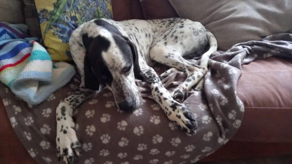 Kovi now Kodi – Handsome and Affectionate (Adopted April 2026) Thumb