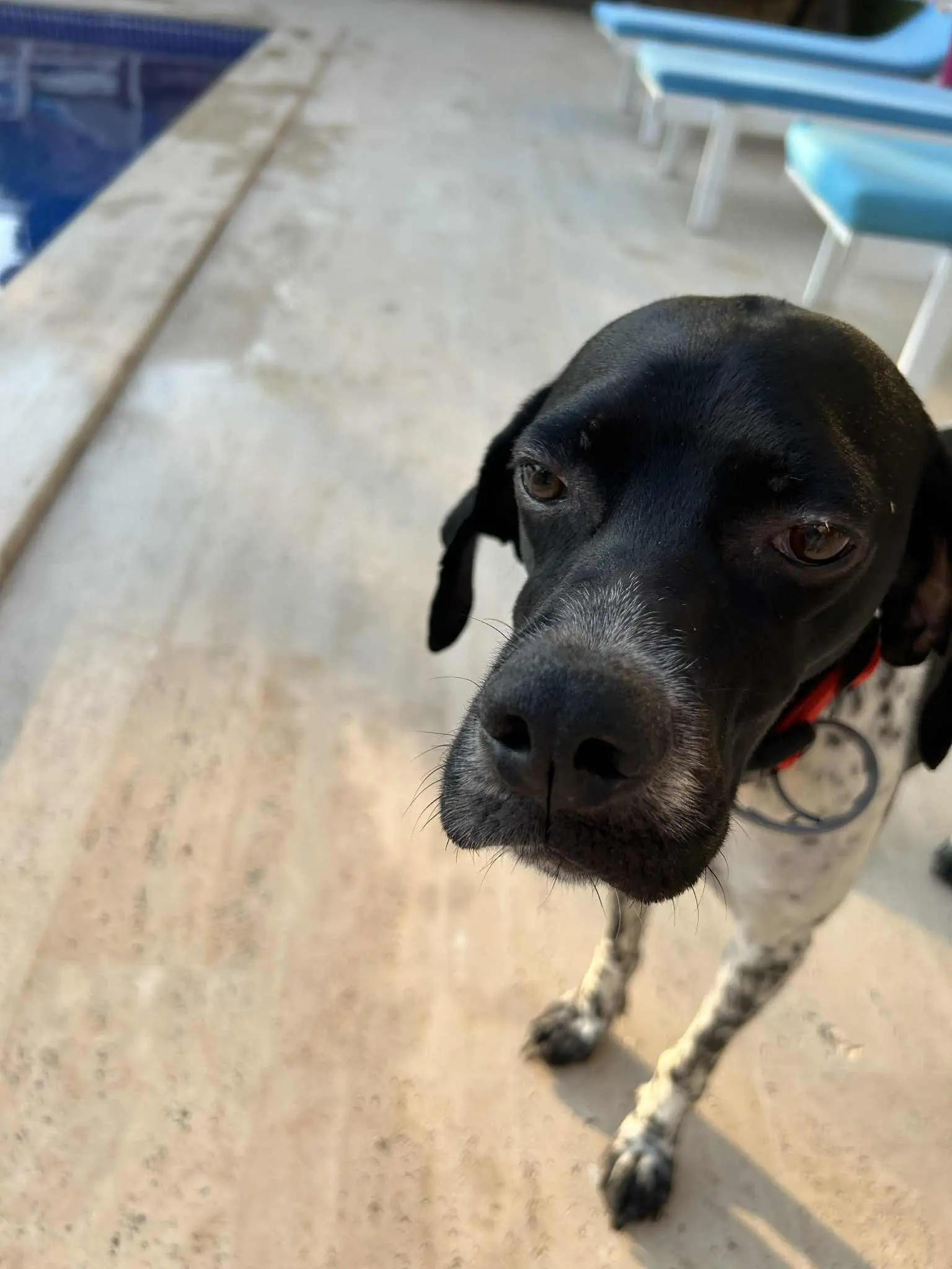 Moo – Your Pocket Pointer with the Biggest Heart