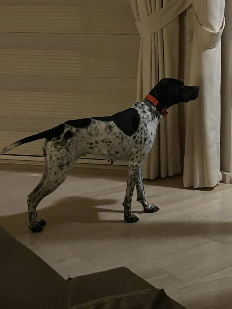 Moo – Your Pocket Pointer with the Biggest Heart Thumb