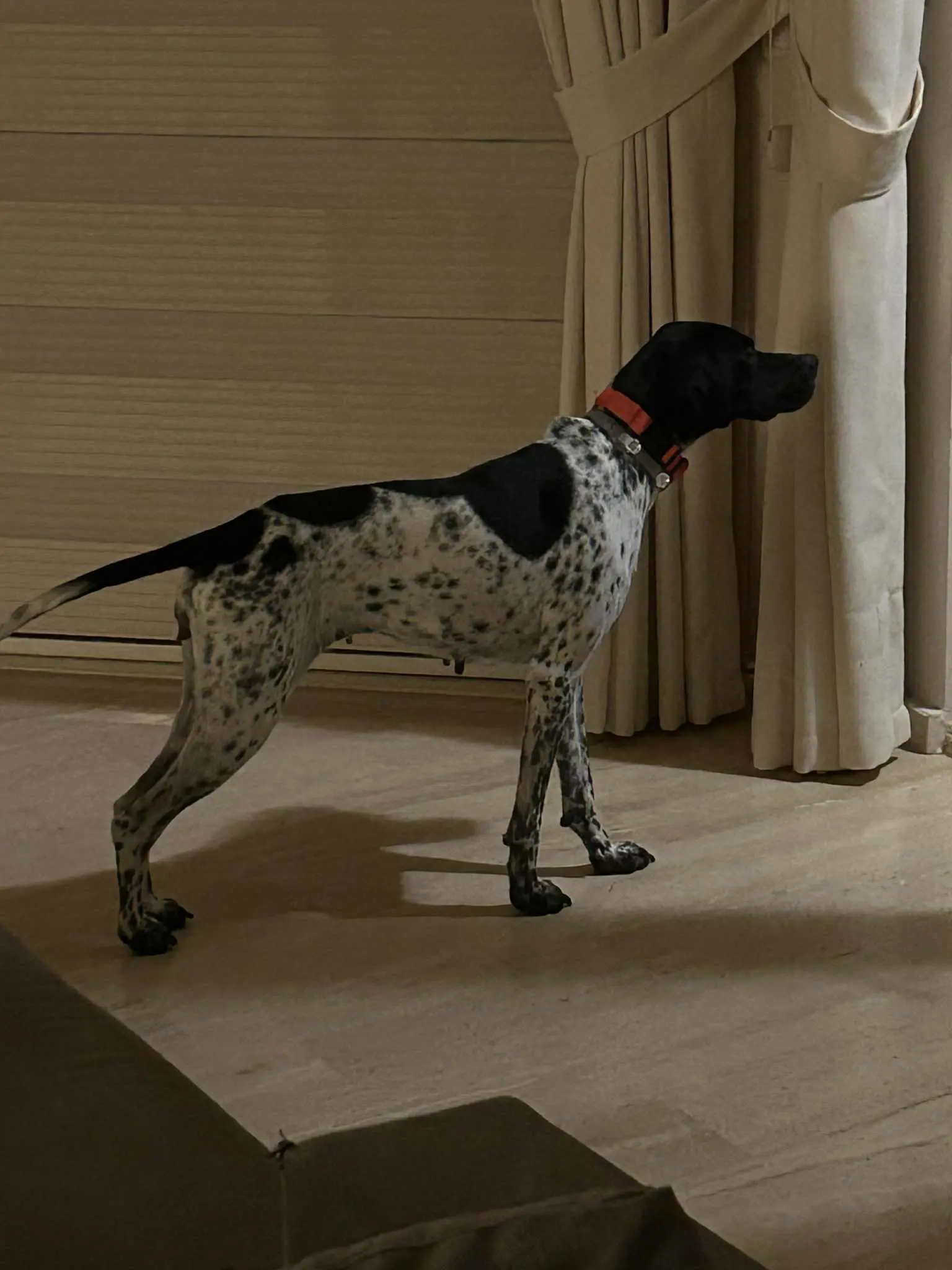 Moo – Your Pocket Pointer with the Biggest Heart