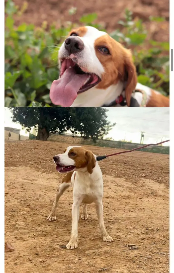 Deku – Pint Size Pocket Pointer X