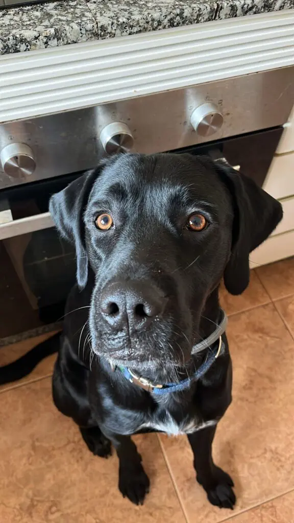 Fendi- Sweet Smart Boy – Full of Love. Thumb