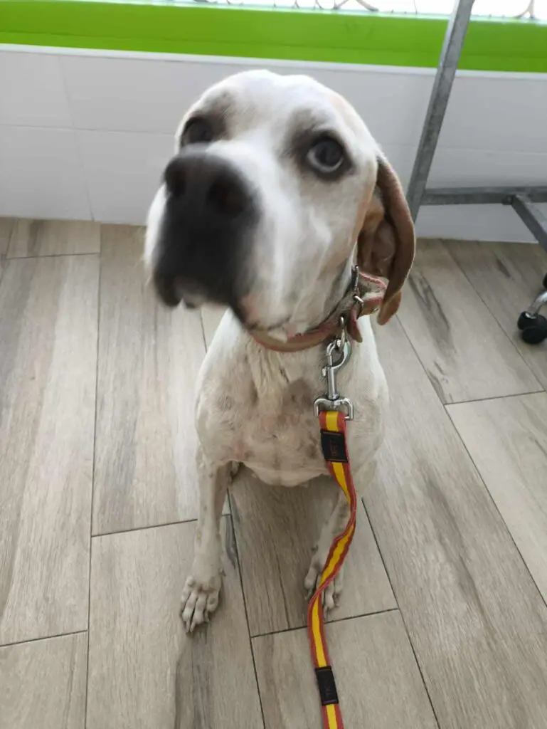 Sweet Soul Flossie Thumb