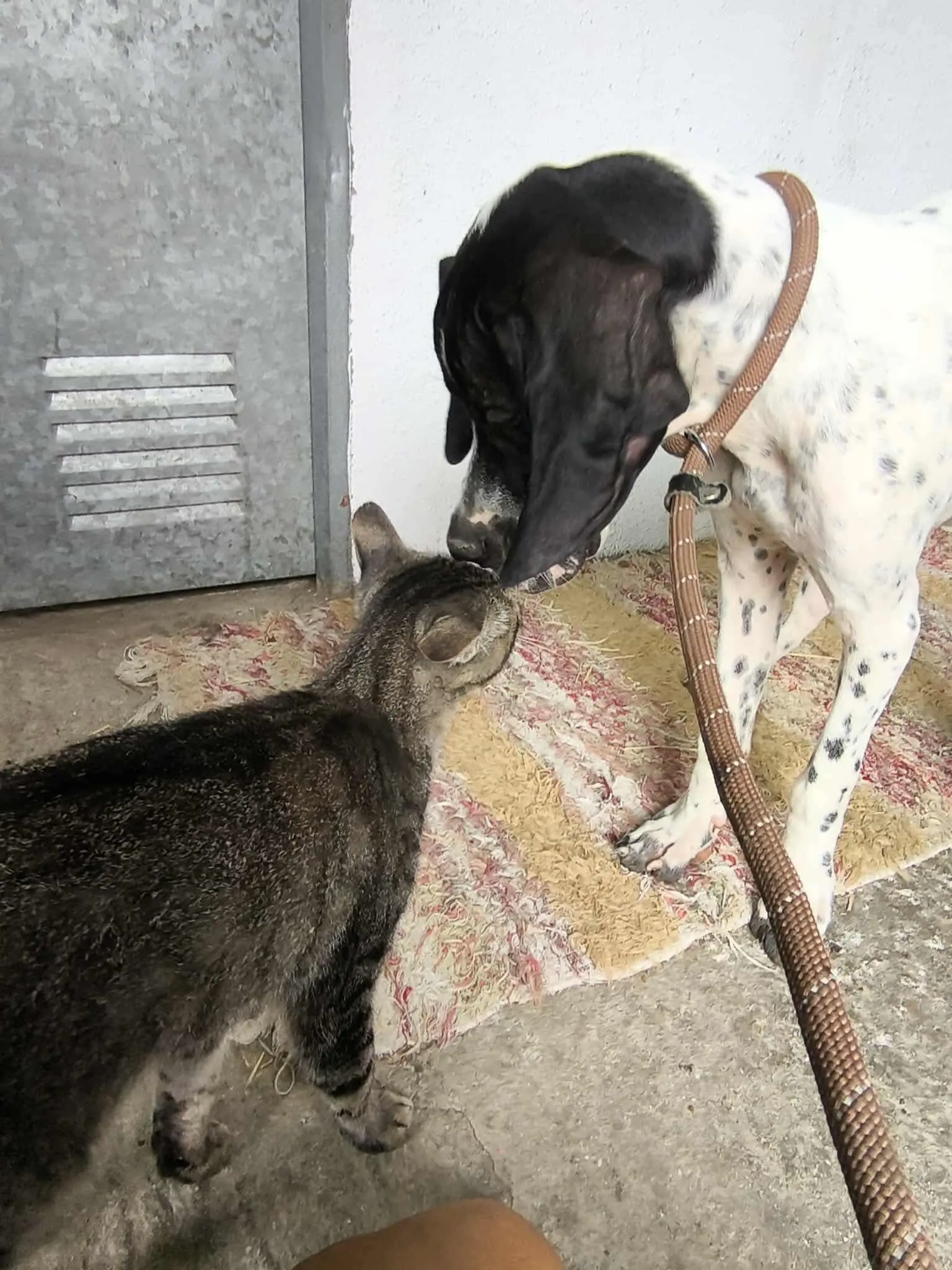 Sherlock The Affectionado…