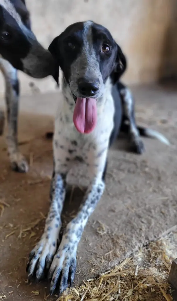 A Letter From Shy Sam & Smiley Tom Thumb