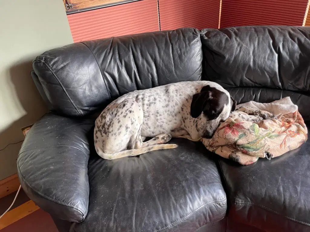 Kovi now Kodi – Handsome and Affectionate (Adopted April 2026) Thumb