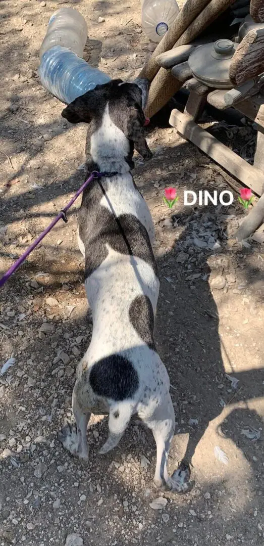 Dino