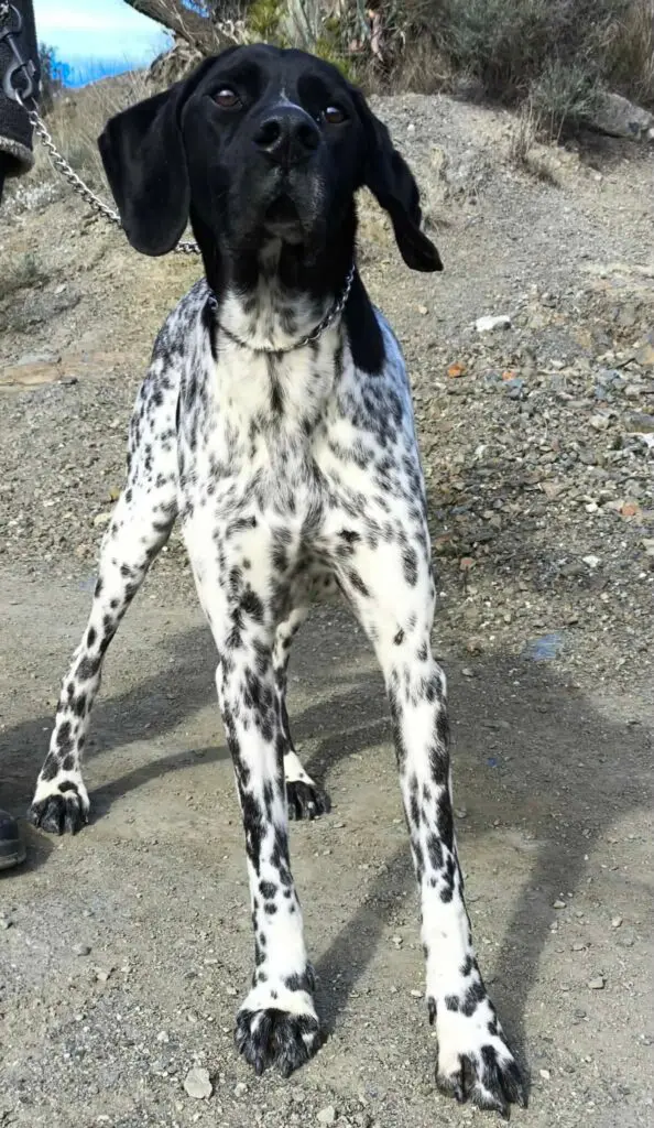 Riley – The Elegant “Floating” Pointer Thumb