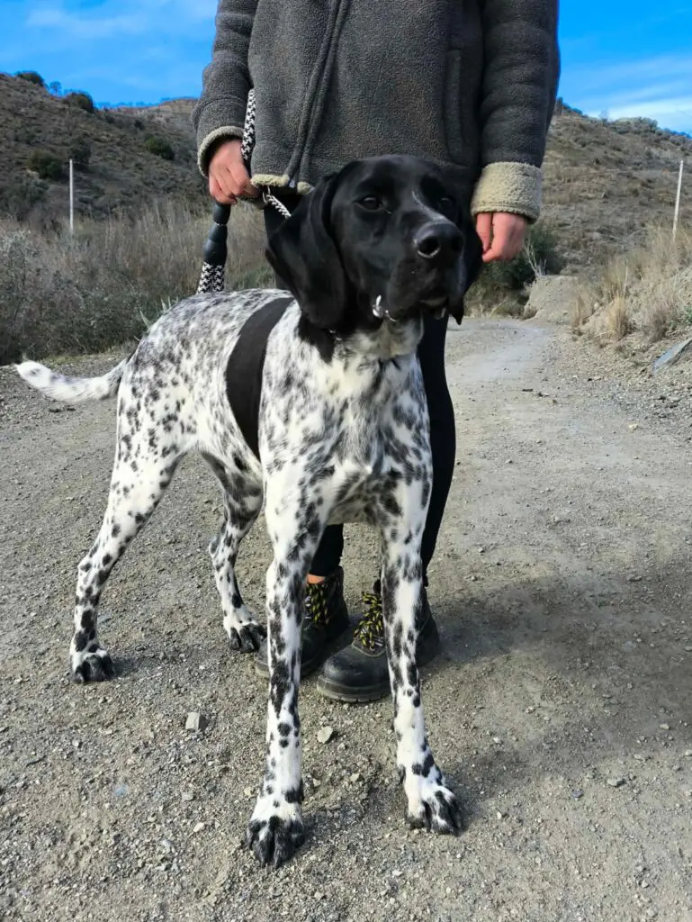 Riley – The Elegant “Floating” Pointer Thumb