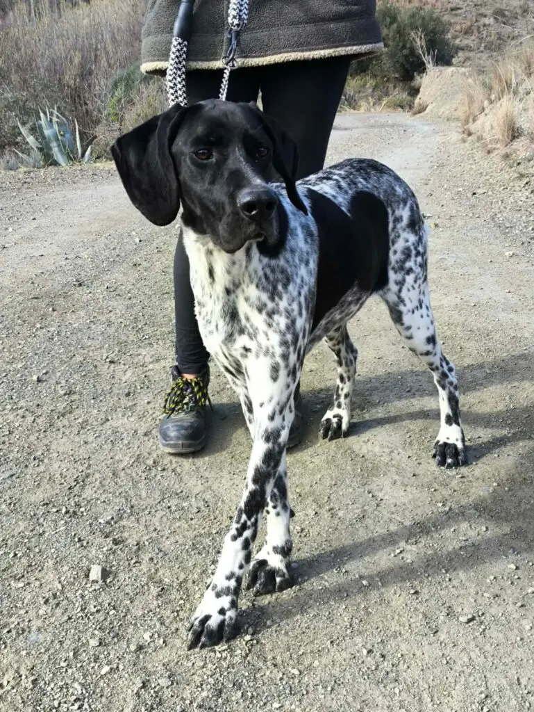 Riley – The Elegant “Floating” Pointer Thumb
