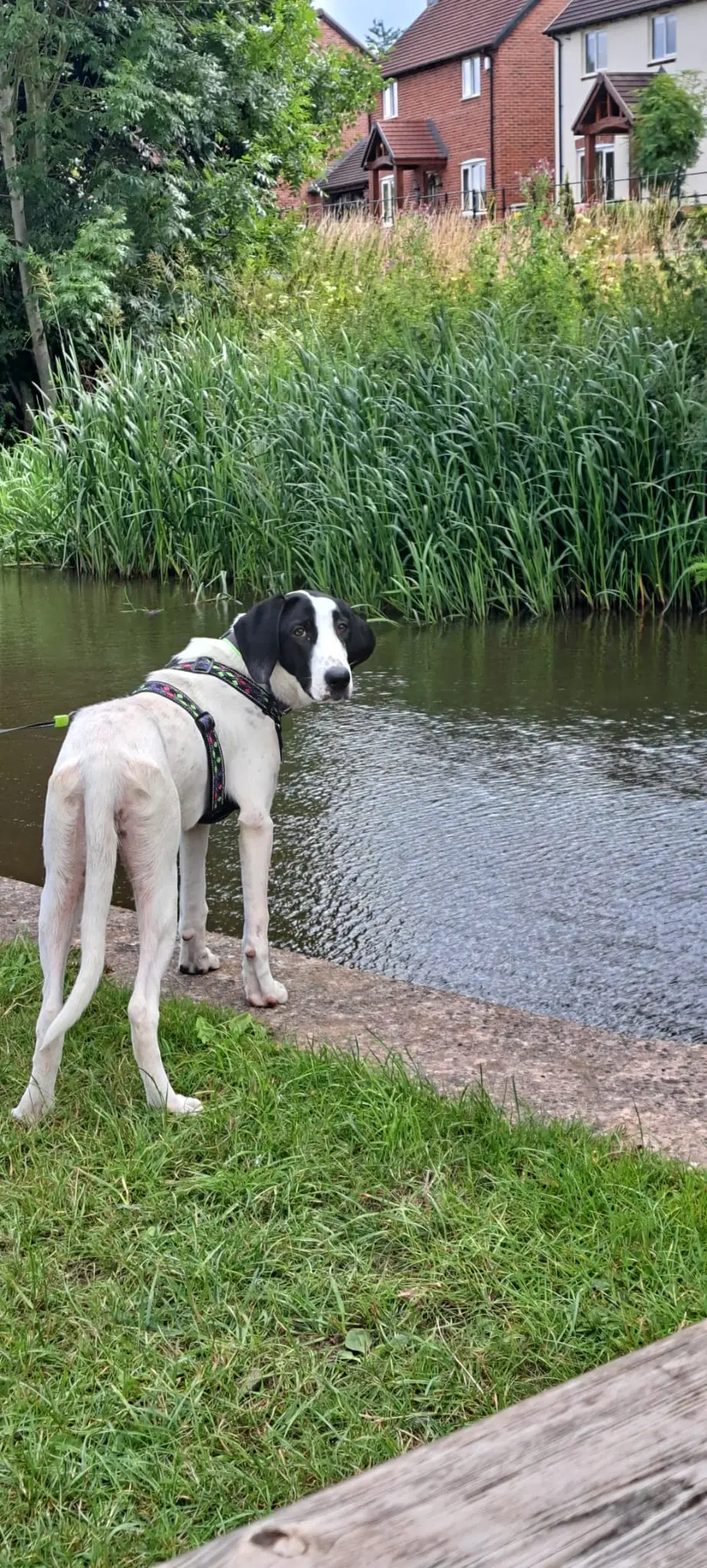 Nancy -A little sweet soul with a big heart.