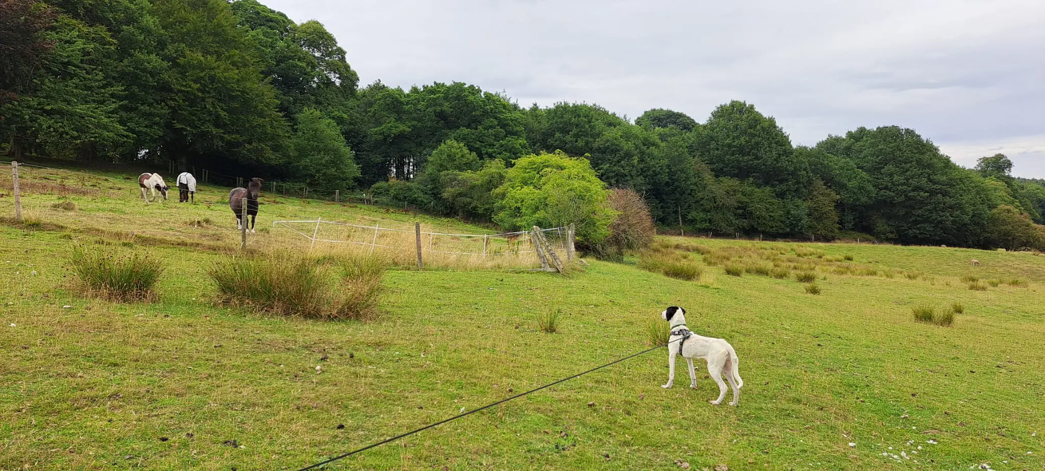 Nancy -A little sweet soul with a big heart.