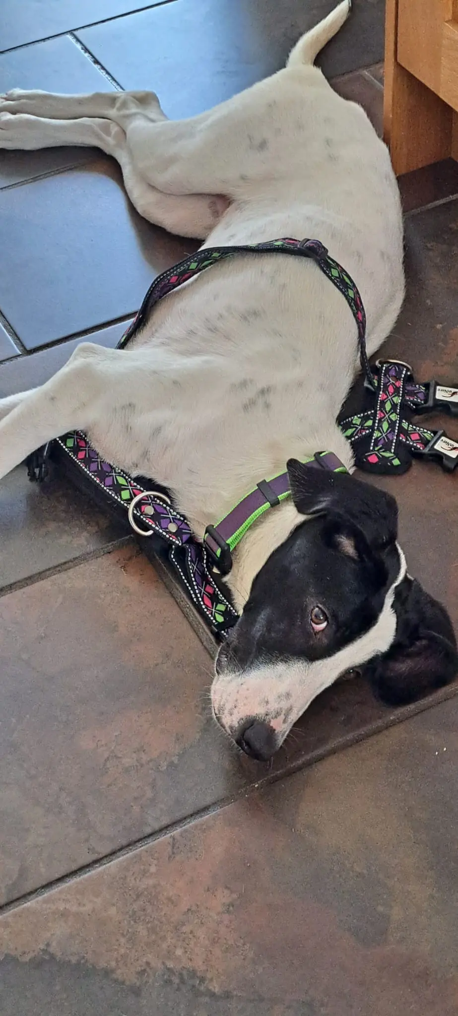 Nancy -A little sweet soul with a big heart.