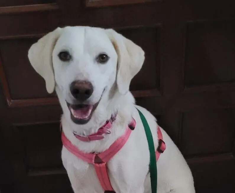 Vicky now Cookie (Adopted November 2025)