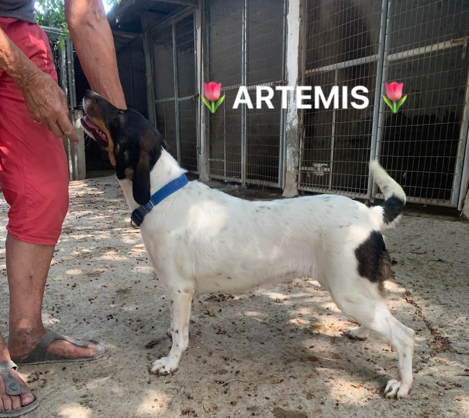 Artemis