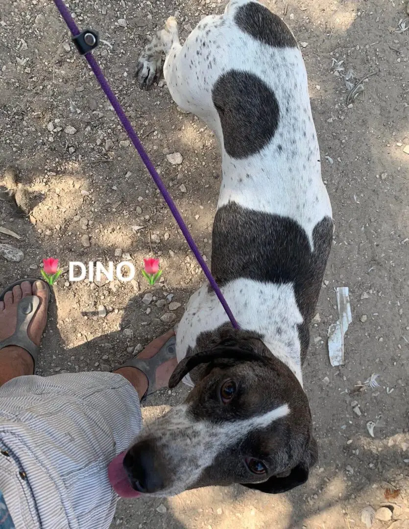 Dino