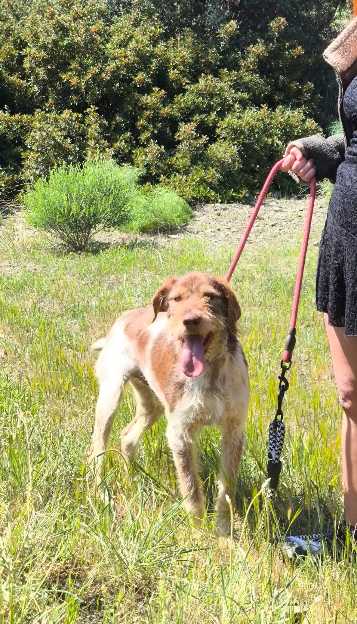 Walter now Billy (adopted June 2026)