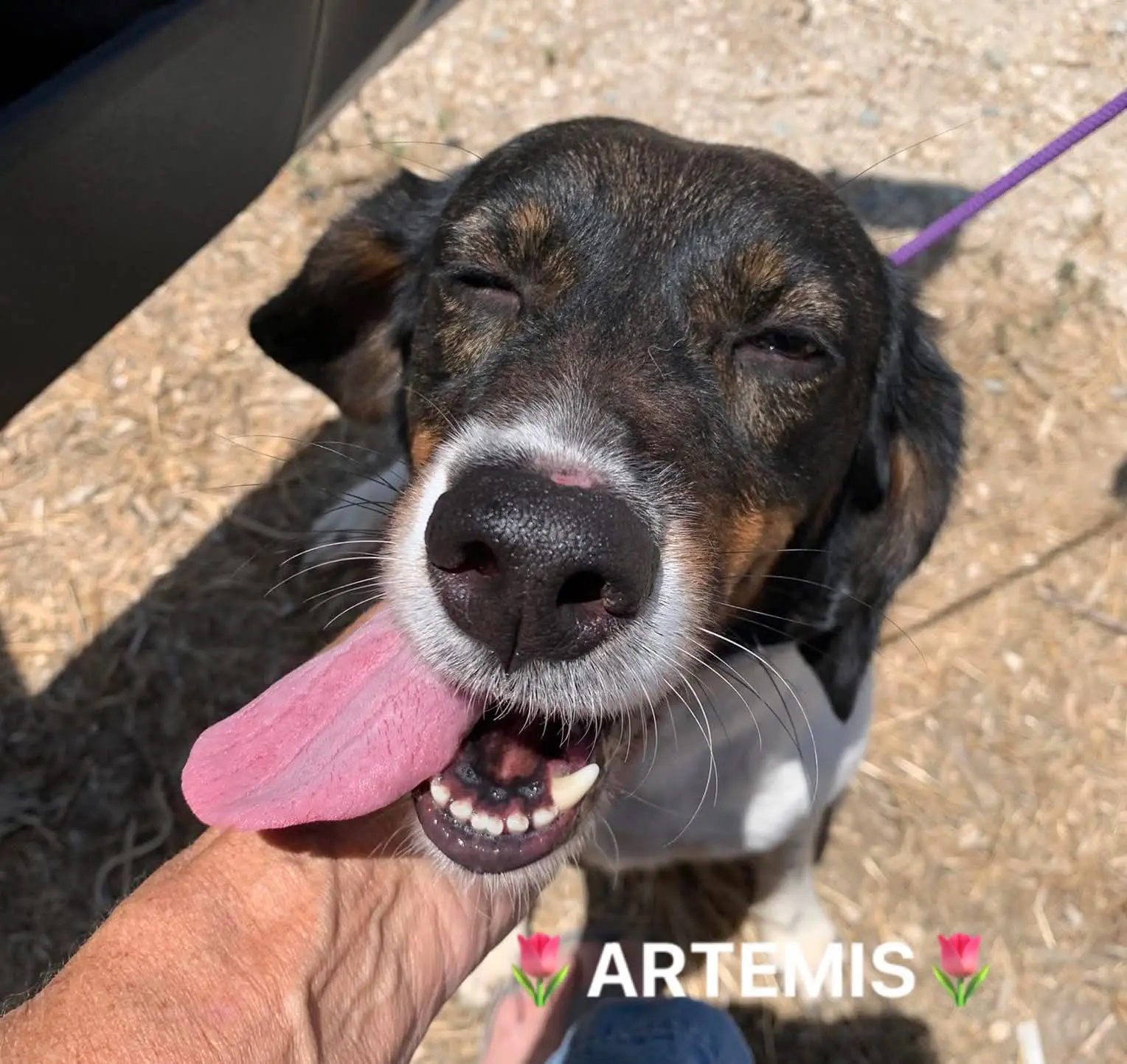Artemis