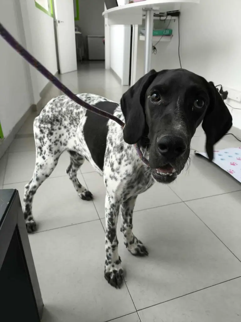 Riley – The Elegant “Floating” Pointer Thumb