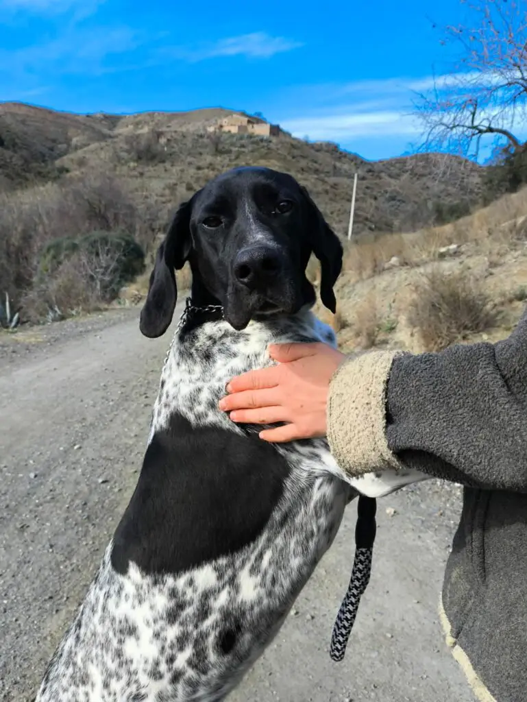 Riley – The Elegant “Floating” Pointer Thumb