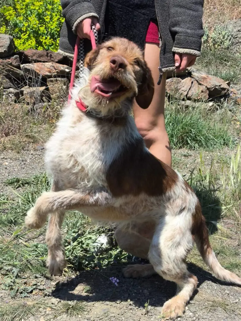 Walter now Billy (adopted June 2026)