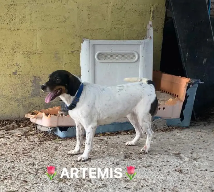 Artemis