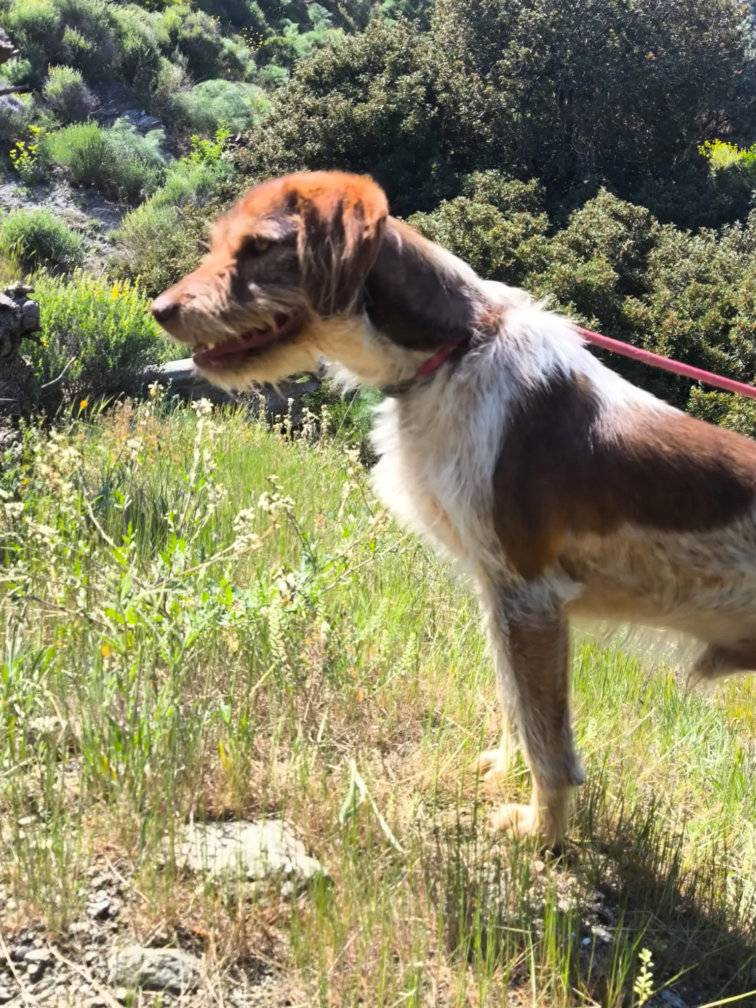 Walter now Billy (adopted June 2026)