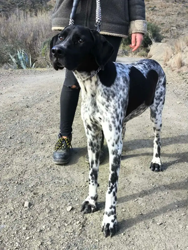 Riley – The Elegant “Floating” Pointer Thumb