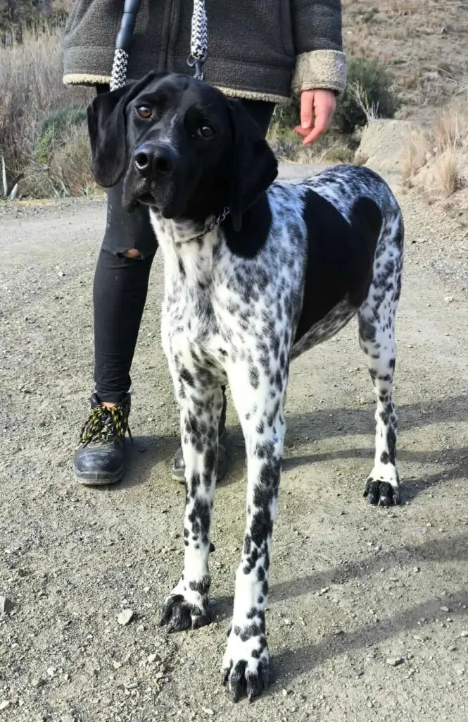Riley – The Elegant “Floating” Pointer Thumb