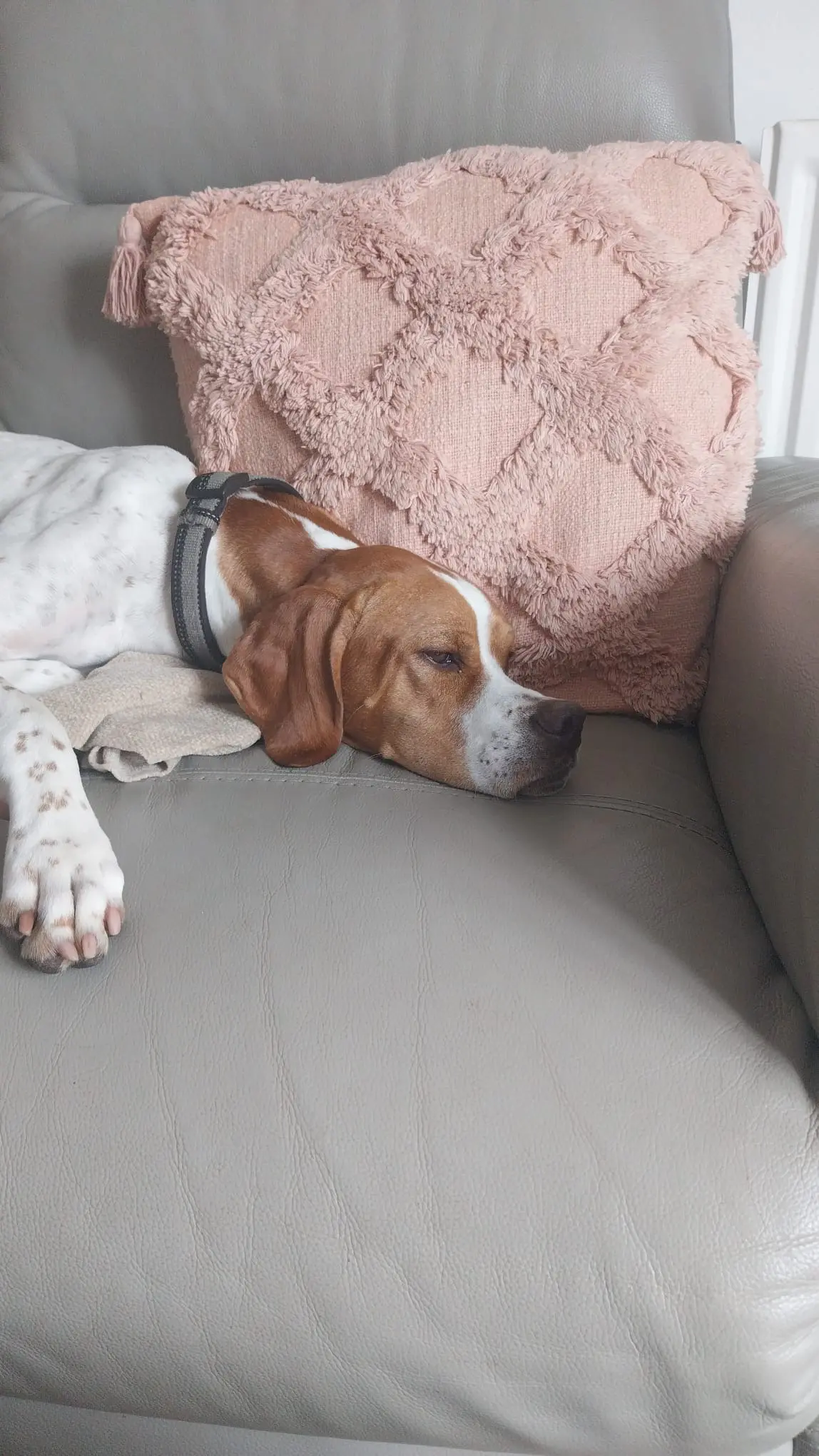 Chablis – Chief Explorer