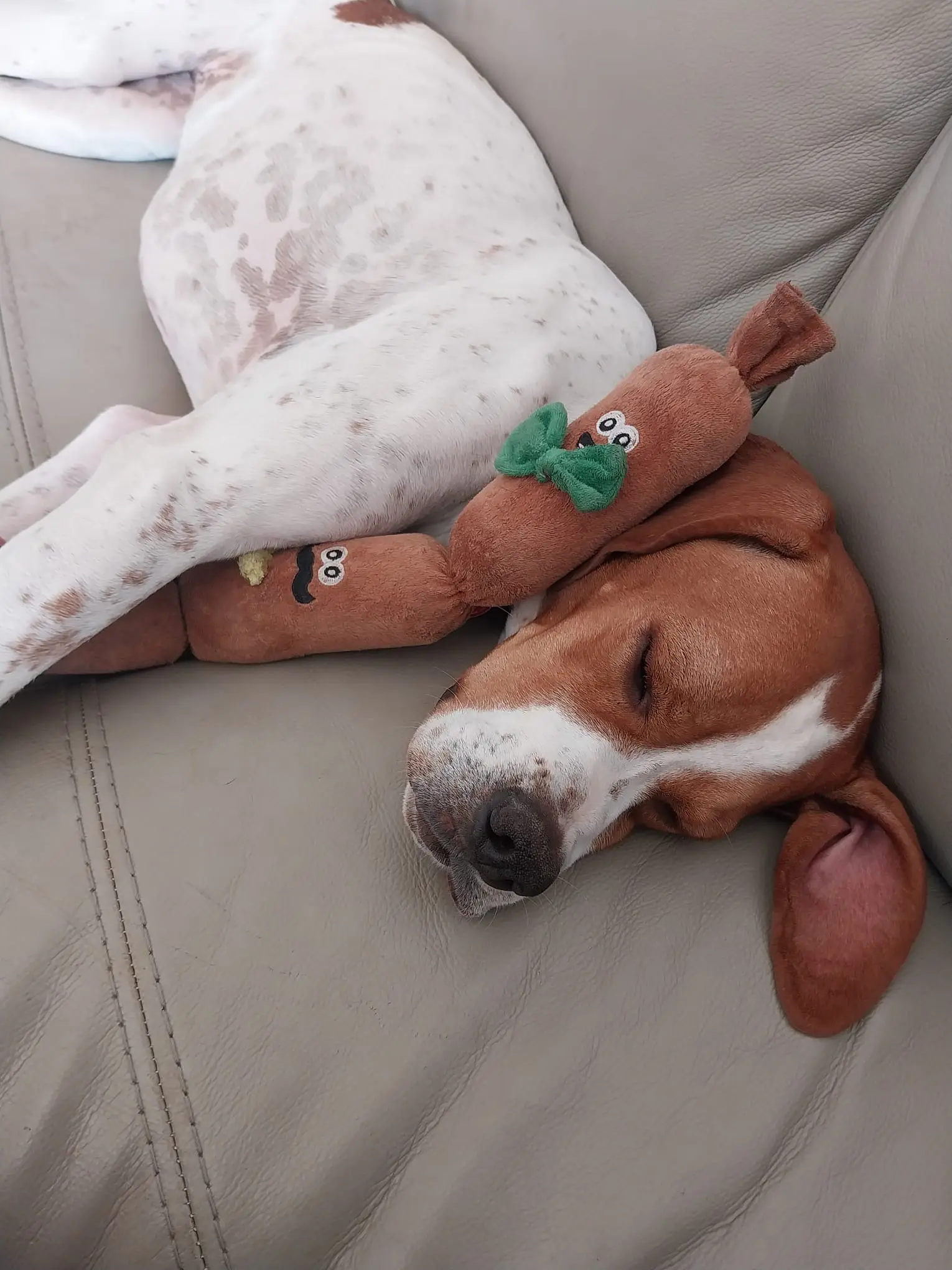 Chablis – Chief Explorer