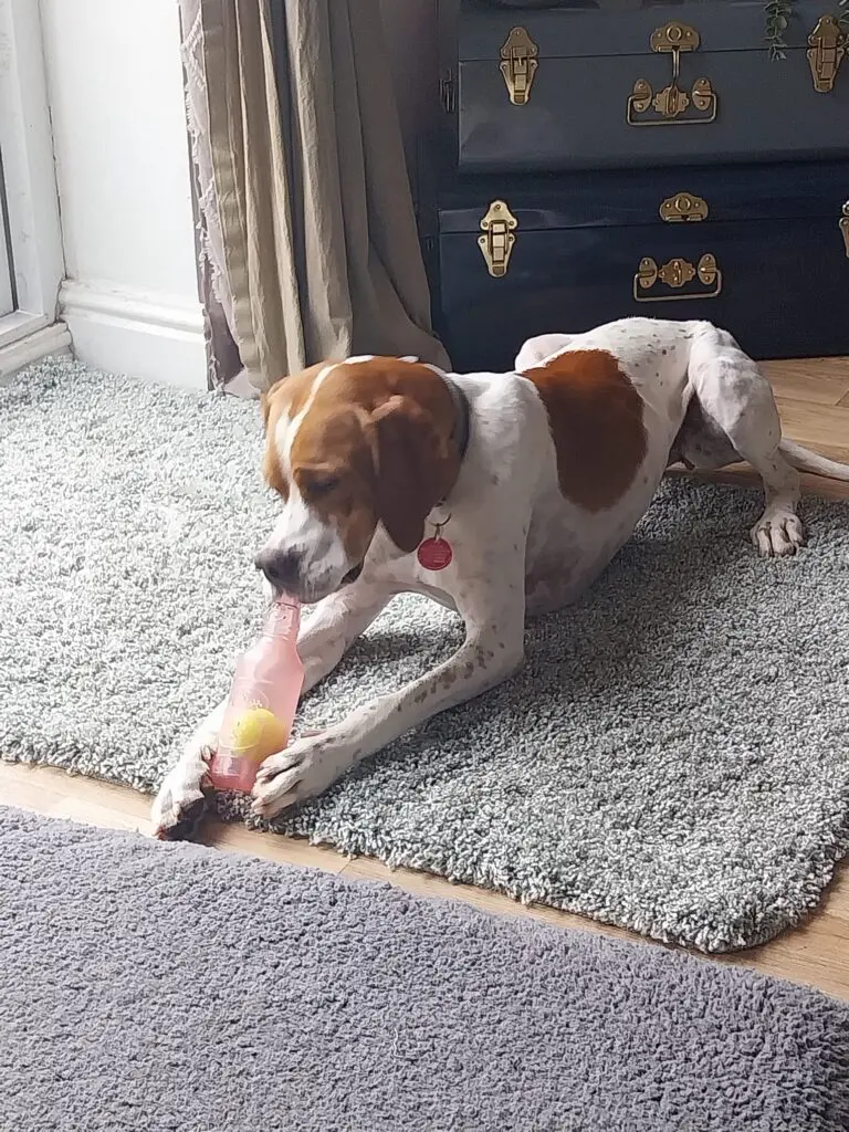 Chablis – Chief Explorer Thumb