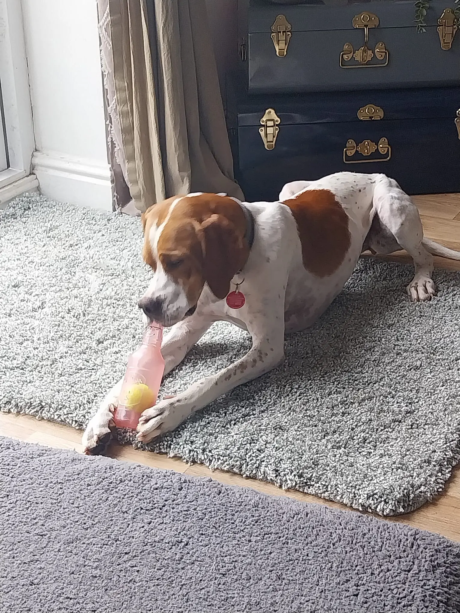 Chablis – Chief Explorer