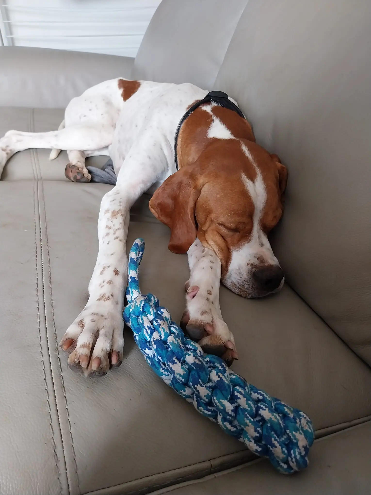 Chablis – Chief Explorer