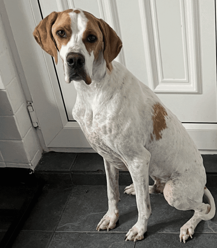 Barney (Adopted November 2025)