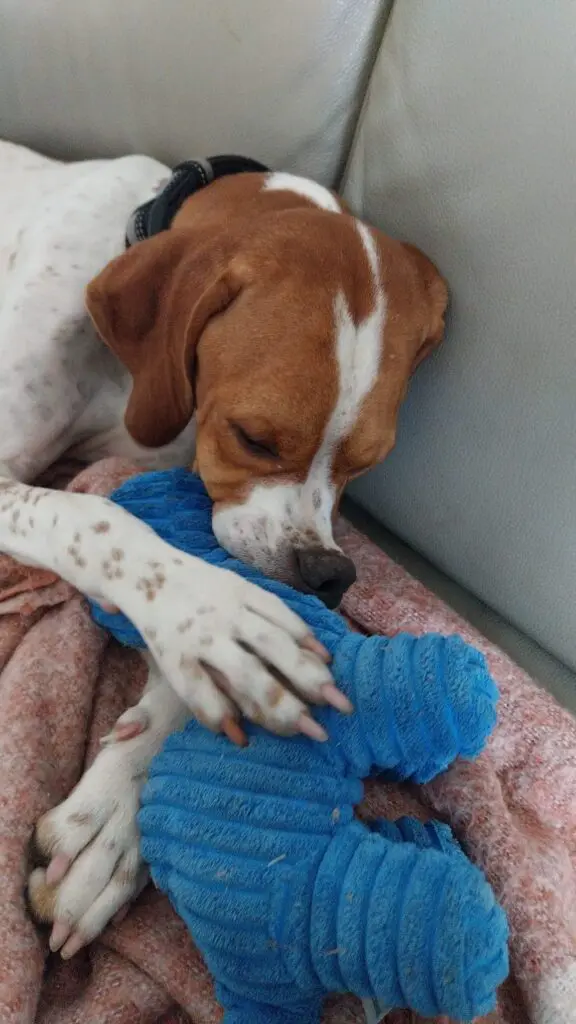 Chablis – Chief Explorer Thumb