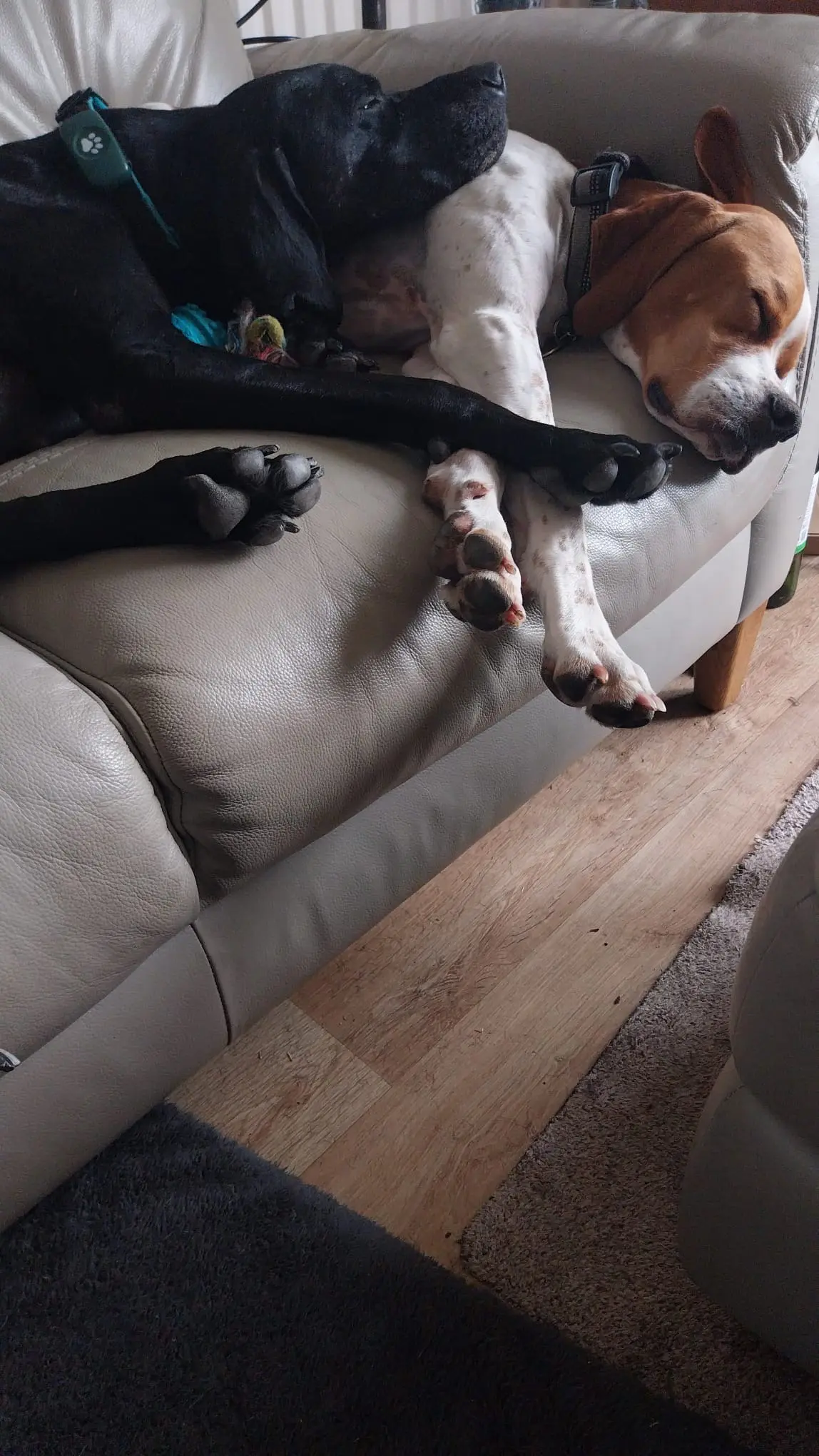 Chablis – Chief Explorer