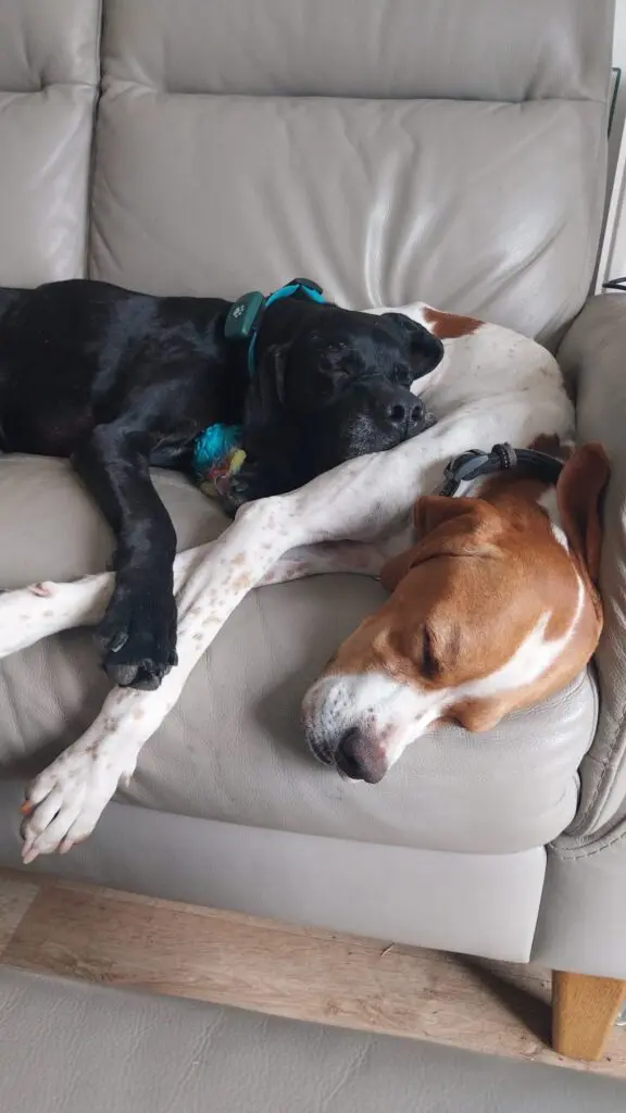 Chablis – Chief Explorer Thumb