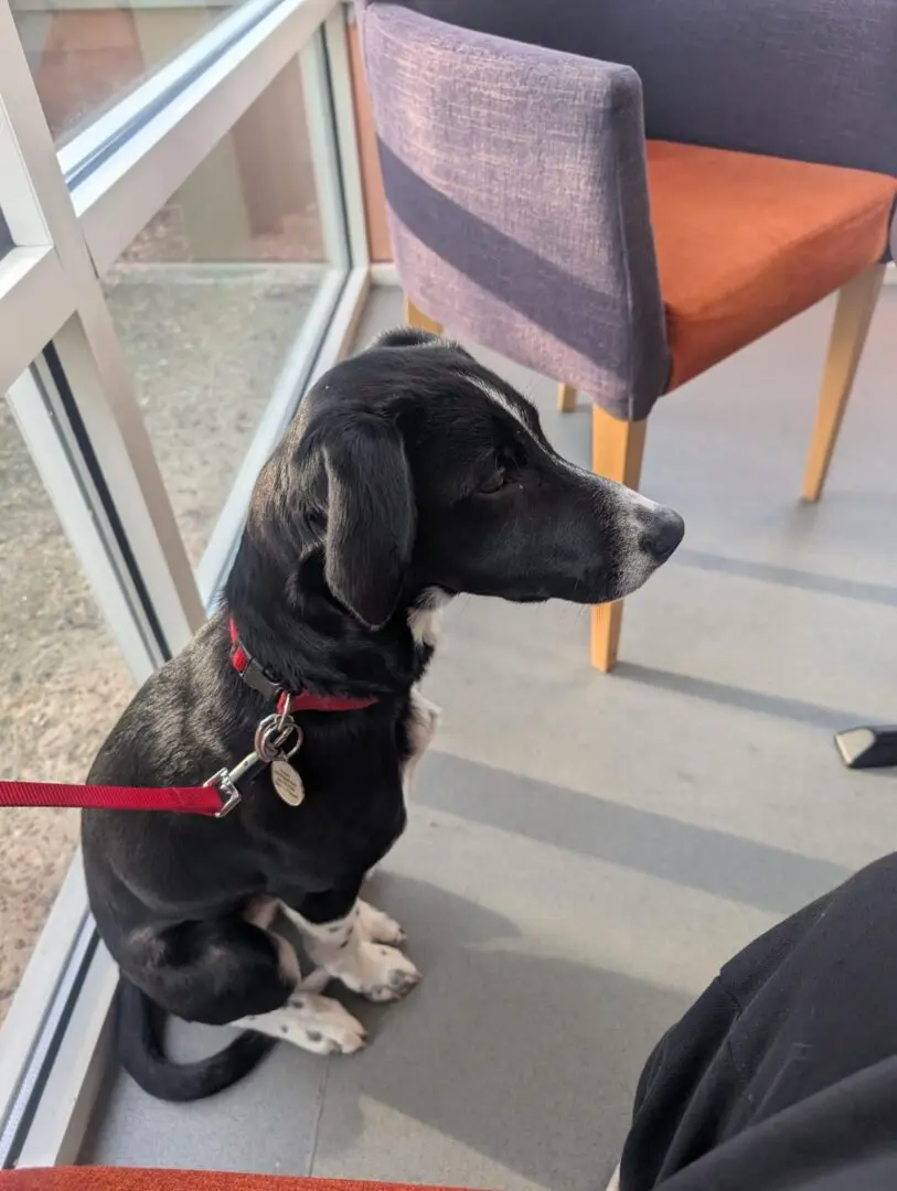 Scout (Adopted Feb 2026)