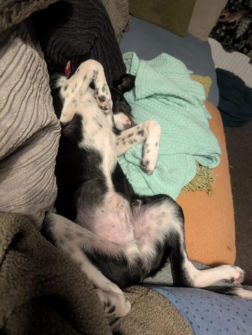 Scout (Adopted Feb 2026)