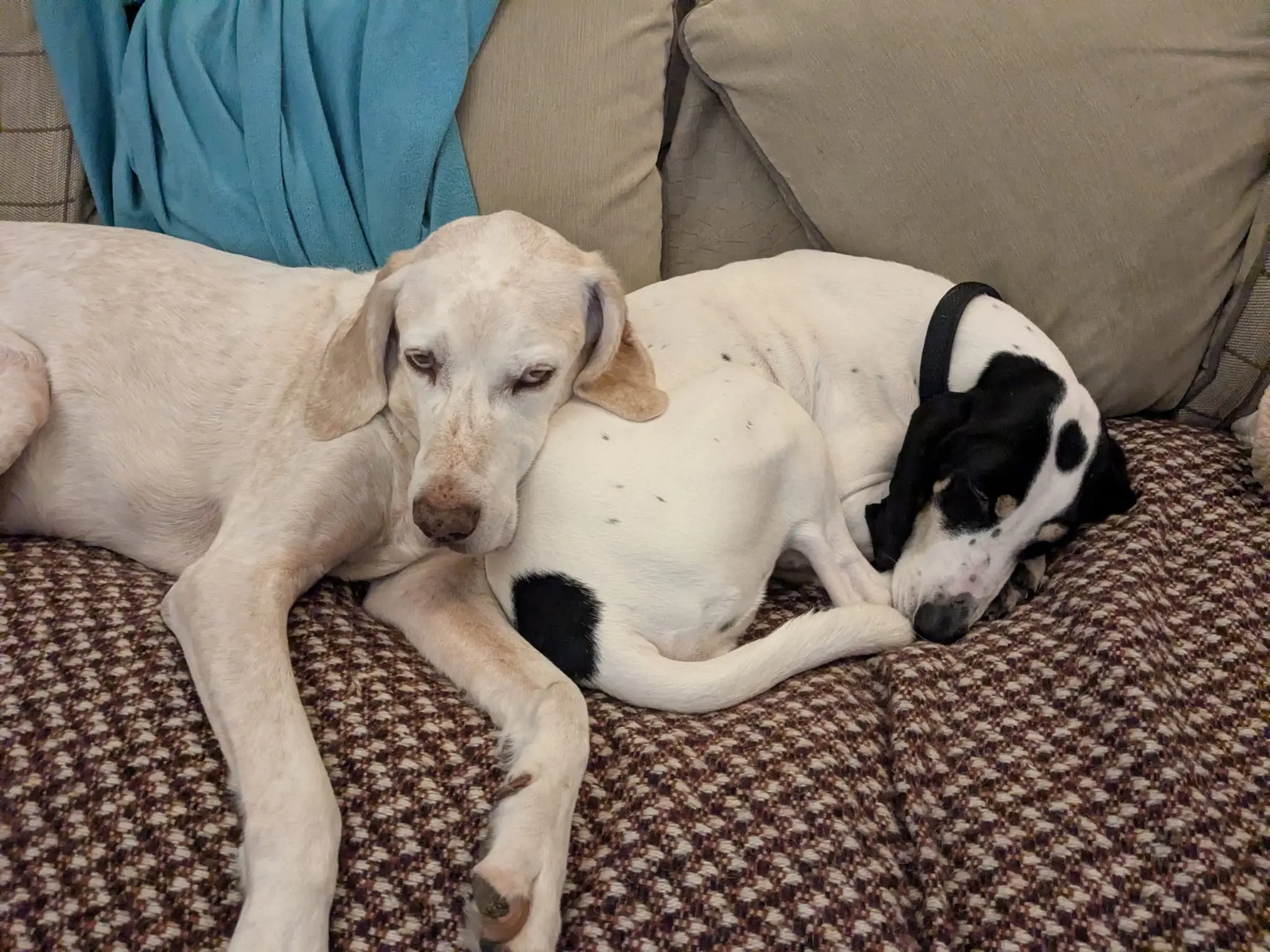Luna now Wilma (adopted June 2026)