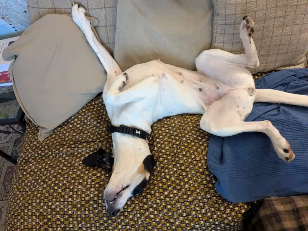 Luna now Wilma (adopted June 2026) Thumb
