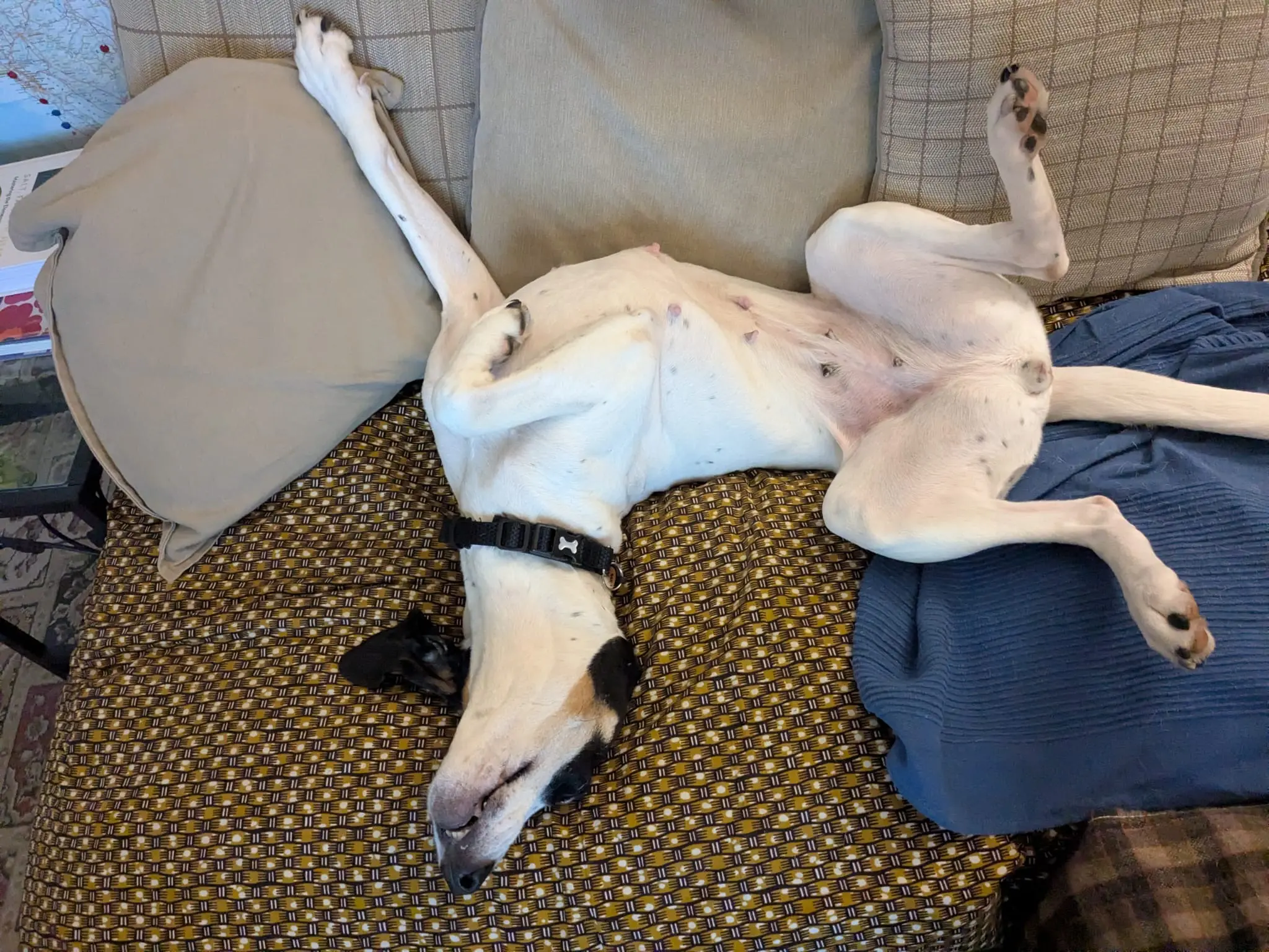 Luna now Wilma (adopted June 2026)