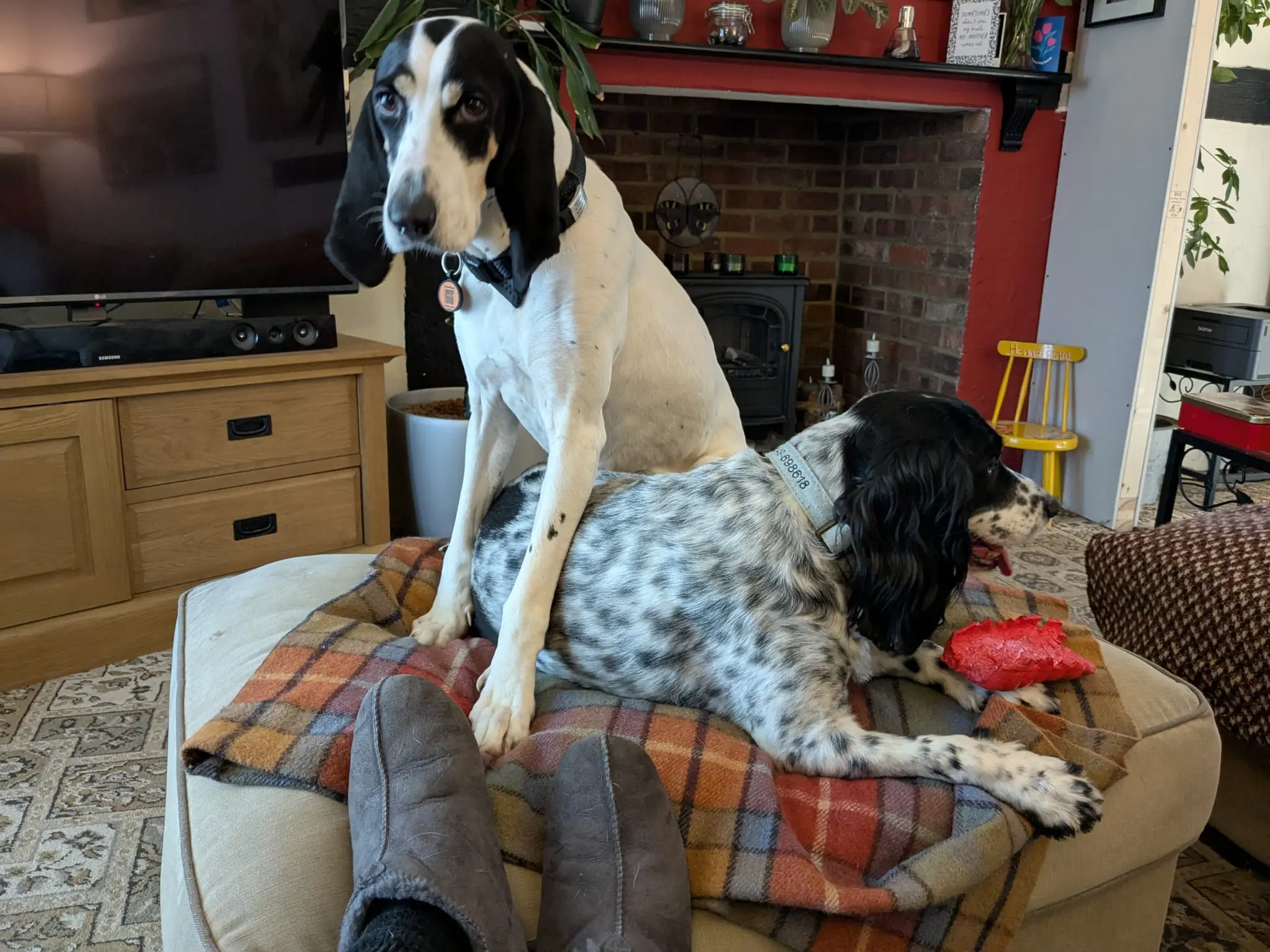 Luna now Wilma (adopted June 2026)