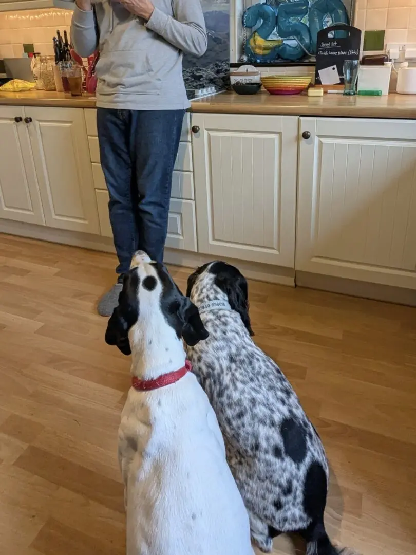 Luna now Wilma (adopted June 2026)