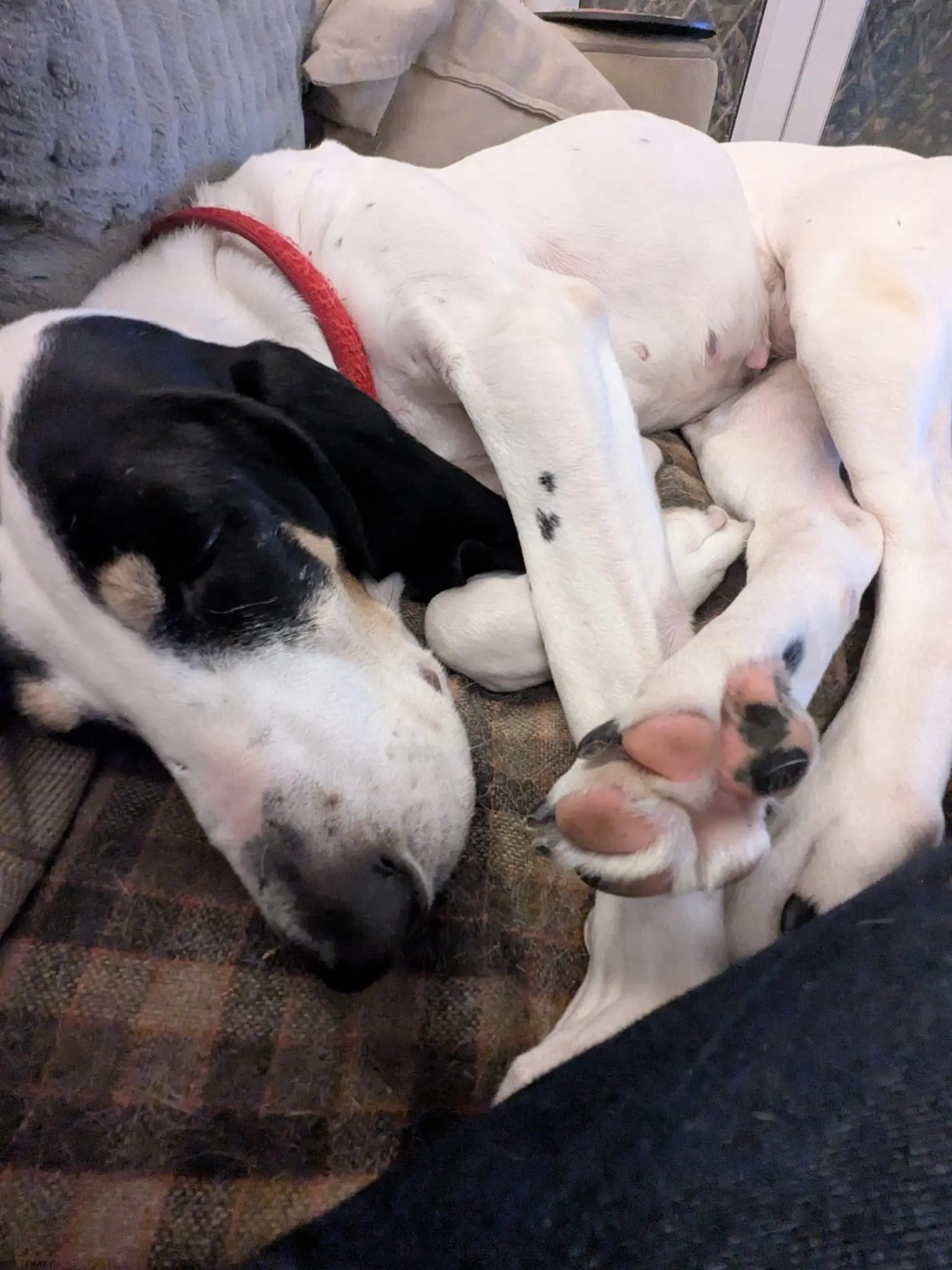 Luna now Wilma (adopted June 2026)