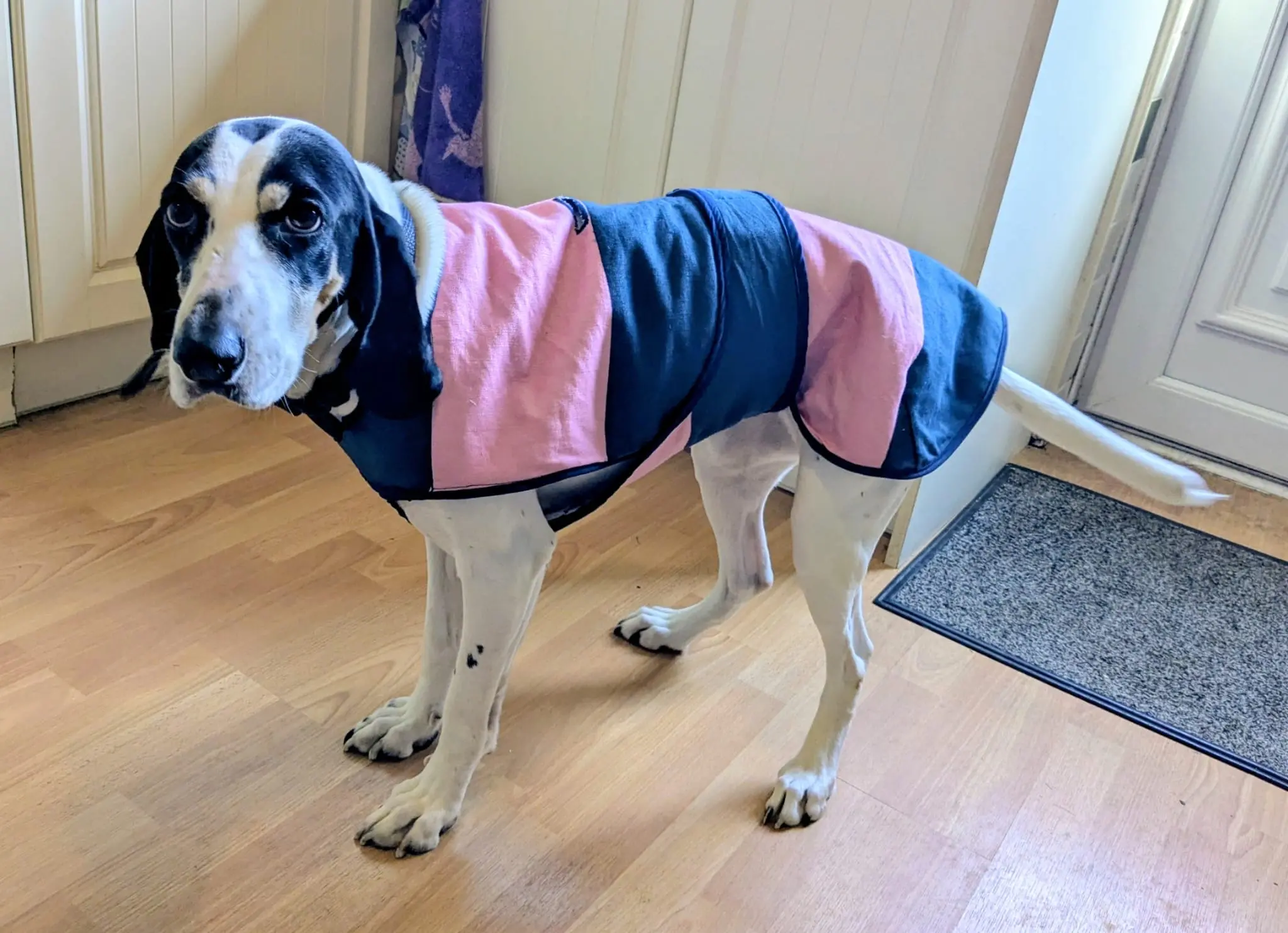 Luna now Wilma (adopted June 2026)