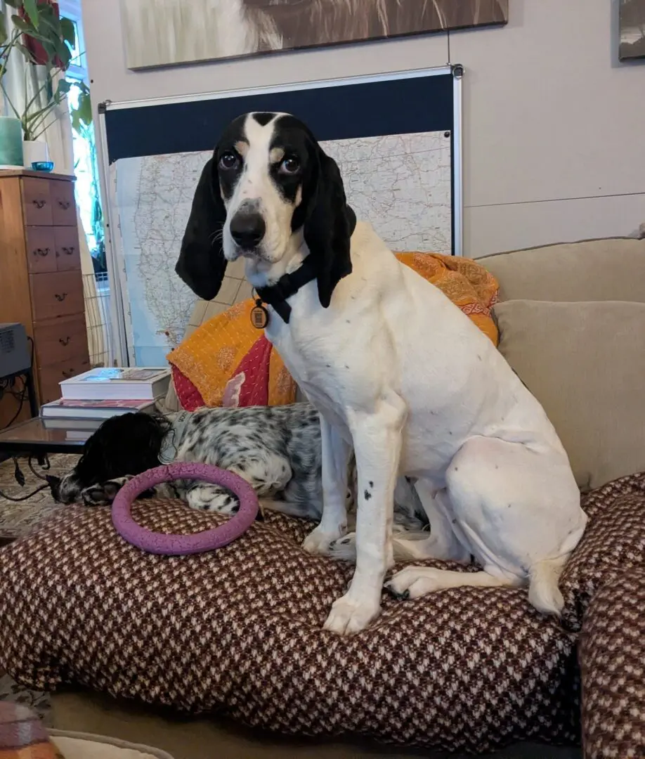 Luna now Wilma (adopted June 2026)